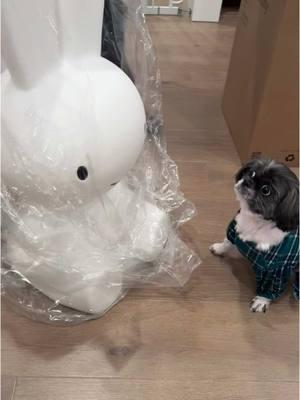 Mai Mai isn’t sure what to make of the giant Miffy light 😹 #miffy #miffylight #miffylamp #miffylover #miffylampxl #shihtzu ##shihtzusoftiktok  