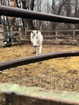 Welcome to Wild Strides  Today we drove up to Connecticut to pick up an owner surrender horse. This mare was born in holding in June of 2014 and was purchased by her previous owners as a 3 strike(sale authority) horse in fall of 2023. After spending a year to attempt to get her comfortable with domestic life they made the responsible decision to turn her over to us where we can help provide the training she needs.  She will remain with us until halter broke at that time we’ll decide if she’s a candidate for adoption or if she will benefit from further training with us. I’ve avoided saying her name this far but we won’t leave you in suspense much longer!  Going along with our alphabet names she’s earned herself a name that begins with “F” I’d like everyone to meet Feyre (“Fey-ruh”) 2014 grey mare from Salt Wells Creek HMA(Wyoming)  #horsesoftiktok #mustanghorsesoftiktok #mustangsoftiktok #equestriansoftiktok #fyp #mustanghorse #horsetok #horserescue #BookTok #acotar 