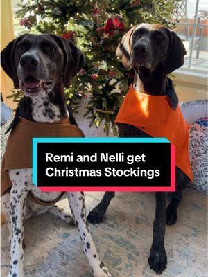 Remi and Nelli get their Christmas stocking #christmas #gift #dogs #gsp 