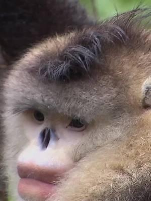 Hidden in China's wildest mountains, a mysterious monkey lost to science for a hundred years. Discover China's Hidden Monkeys and the work being done to protect this incredible species. Stream now on #curiositystream or when you click the link in bio. . . . #watchandwonder #animaldocumentary #animalresearch #china