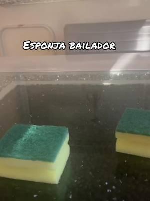 #esponja el bailador#