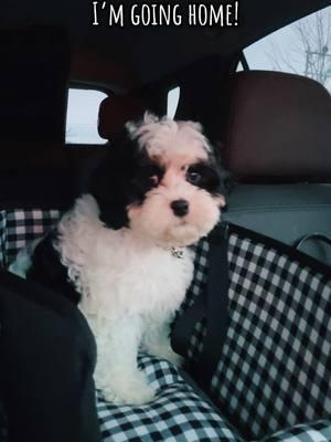 Family, here I come! #cavapoo #deercreeklabradoodles #puppy #imcominghome #fureverfamily #fureverhome #puppylove #puppydog #doodlesoftiktok #puppytiktok #puppytok #puppycheck #dogsoftiktok #puppiesoftiktok #puppylife 