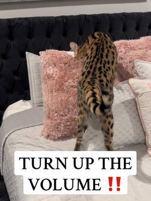 TURN UP THE VOLUME ‼️#serval #servals #reel #reels #tiktok #tiktok #TikTokShop #tiktokcats #catsoftiktok #catsontiktok #cat #cats #animal #animals #Love #viral #trend #trending #tiktokviral #PetsOfTikTok #capcut #petsontiktok 