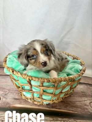 These ‘Mighty Pups’ are on a ROLL! Curious pups are always ‘on the case!’ 🐾❤️ Be sure to check out your future teammate on our website! Lots of cute pictures are uploaded daily! You might just find the power your crew is in desperate need of! #buzzfeedanimals #instaaussie #australianshepherdworld #rufflife #bestwoof #goodtimes #puppy #puppylove