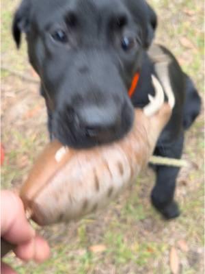 June at 14 weeks old #blacklab #labrador #puppy #bird #birddog #retriever #duckdog #quail #quailhunting #puppytiktok #poweredbyinukshuk #obedience @Cato Outdoors @Rob Snell @Inukshuk Professional Dog Food @windy_hill_retrievers 