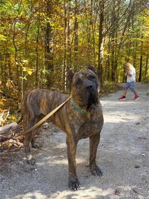 During our walks #presacanario #reygladiador #hikingdogs #bestdog #dogsoftiktok #fyp