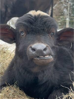 I guess heterochromia is a herd trait now.  #waterbuffalo #farm #fyp #babyanimals #eyes #farmlife #farmanimals #foryoupage #asianwaterbuffalo #waterbuffalodairy #farmtok #carabao 