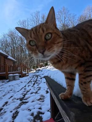 Pouncey's getting old, he's 14 already. He used to run and jump up here for treats and attention. #bengal #tiktokcats #adventurecat 