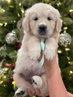 Hip Hip HoOrAy we are 6 weeks old!! 😍🐾♥️🎉🐻‍❄️ #6weeksold #goldensoftiktok #goldenretriever #dogsvideo #puppy #fypage #goldenhour #fluffydog #goldenretrieverlife #retriever #goldenglitter #playfulpuppy #heartwarming #puppiesoftiktok #hearthealer #dogsarethebest #fluffy #akc #englishgoldenretriever 