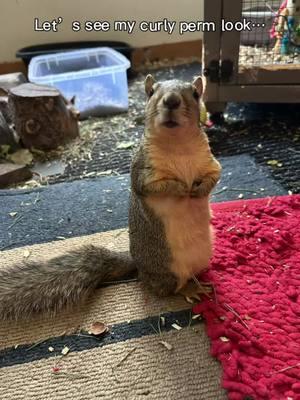 Poor Laz and her two tails. The curls eat though. 😂😂😂 #aifilter #squirrelsoftiktok #foxsquirrel #funny #squirrel #wildlife 