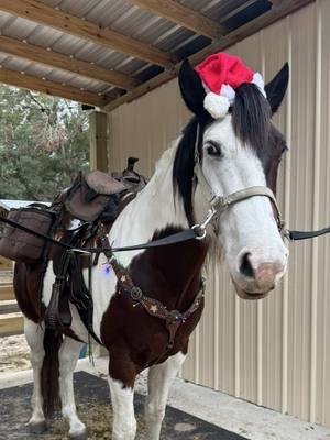 Christmas Trail Ride with the girls @Tay #trailtwats #merrychristmas #horsegirls #trailriding 