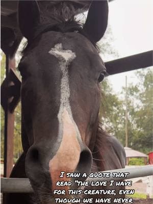 Post hurricane shenanigans. #aqha #reysdelcielo #stallion #ombre #blower #shenanigans #myboy 