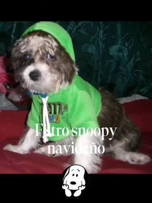 #filtrosnoopy #filtroia #feliznavidad #CapCut #un #ungranamigo UN GRAN CONPAÑERO QUE CAMINO CON MIGO DURANTE TODA SU VIDA Y SEGUIRA HASTA QUE YO PARTA DE ESTE MUNDO 🫰🫰🐕‍🦺🐕‍🦺