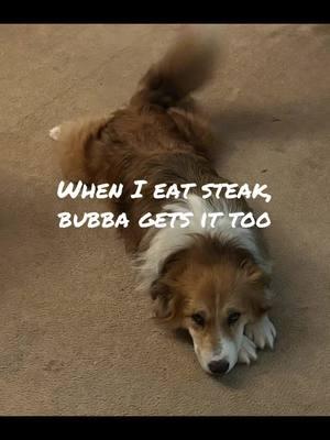 #fyp #4yp #steaktiktok #steakfordinner #sweettater #sautedmushrooms #mybuddy #austrailianshepherd #mansbestfriend #saturdaynight #chillweekend 