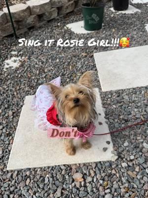 #CapCut #creatorsearchinsights  #yorkiesoftiktok #yorkie #yorkiemom #yorkielove 