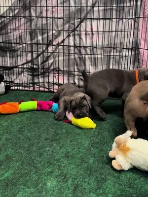 5 week old Cane Corso puppies! Import show lines. Info on website Battlefieldk9.com #canecorsoitalianomastiff #canecorso #puppies #canecorsopuppies #canecorsoitaliano #dogsoftiktok #showline #dog 