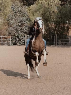 little cruise through on willow today in my arena, i don’t typically do lots of “cruise” throughs as our footing is not it at all so lets just not talk about that!! 😔🥲 #foryoupage #savycowgirl__ #horsesoftiktok #westernstyle #fyp #viralvideo #barrelhorsesoftiktok 