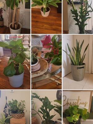 I get it from my grandma 🤎 #plantbabies #plantsoftiktok #houseplants #indoorplants #greenthumb #greenery #plantmom #CapCut 