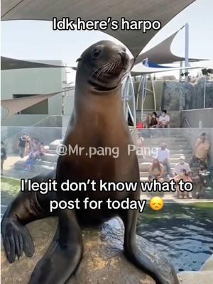 Bro is so funny🦭🥰🥰#seal #tiktok #foryou #animals #cute #aquarium #fyp ##sealsoftiktok