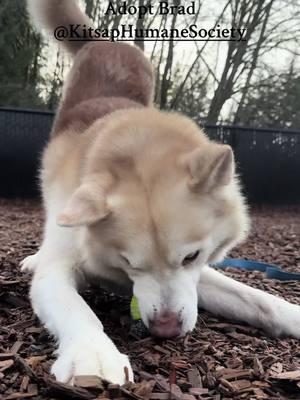 Adopt Brad! Brad is a 6 year old husky who is kind and happy and loves people and going for walks and hanging out. He’s the best. Come meet this guy, you will be so happy you did!!! Brad is available for adoption at @Kitsap Humane Society 💕 #volunteer #dog #kitsaphumanesociety #shelterdog #enrichmentfordogs #adoptdontshop #brad #Love #husky #canineenrichement 