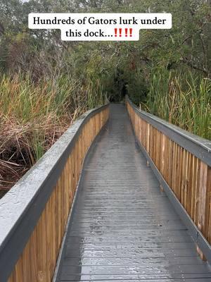 They are looking at me. #fyp #gators #merritislandnationalwildliferefuge  #scary #gator #gatirsoftiktok #allthingsflorida #floridacheck #floridaman #floridathings #floridalife