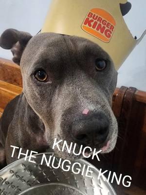 Knucklehead received a special gift card as one of his Christmas presents. A special fan paid attention and knows how much this boy loves @Burger King chicken nuggies!! I'd go as far to say he's the Nuggie King. Hear ye, Hear ye!!! #chickennuggies #burgerking #nuggies #dog #pitbull #puppylove #spreadthelove #knuckleheadedadventures 