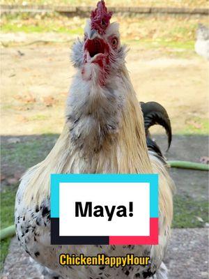 Frankie #rooster calls for #maya #mya #chicken #chickensoftiktok #memestiktok #funnyanimals #arabic #chickenhappyhour  