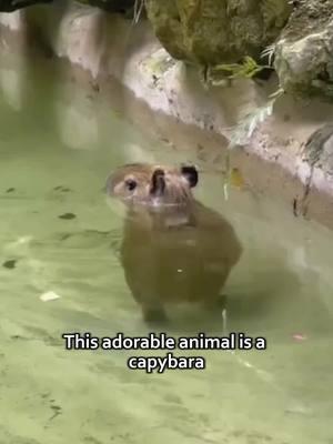 Capybara😚#tiktok #fyp #animals #pet #cute #knowledge #capybara 