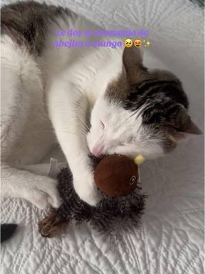 🎁🎄✨😻🫶#cattoys #chirping #chirpingbirds #christmasgift #catlovers #fypシ 