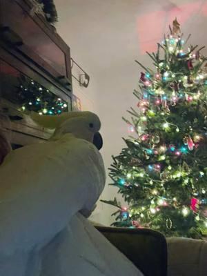 Happy Holidays 🎄 From Molly ❤️#foryou ##fyp #birdprozac #joy #birds #funnypetsoftiktok #funnyvideos #pets #iloveyou #magic #molly #laughter #parrotsoftiktok #entertainment #talent #crazybird #what #singer #funnymoments #christmas #holiday #bath 