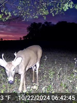 Fall Field Whitetails + #trailcamvideo #buck #whitetaileddeer #trailcam #cowcat #squirrel #turkeys #gobblers