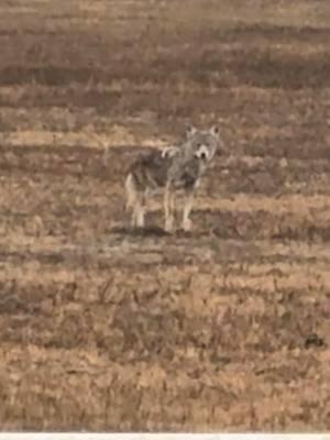 NOT ANYMORE! I don’t mean to be dramatic but I swear this coyote was looking at the twins like they were a SNACK😮‍💨😭 #wildlife #coyote #wildanimals #animalencounters #momof4 #oklahoma 