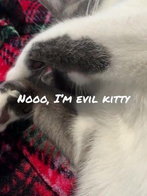 Evil kitty #evilkitty #evilkittysound #catfromhell #goodkitty #thatsagoodkitty 