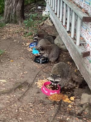 @@Muppetbabies Peanut Soup w/Daily Hiss Crew by request ❤️#dailyhiss #fyp #feralcat #raccoon #raccoonsoftiktok #maurmaurtwice #raccoons #raccoonlife #raccoontok #raccoontok #raccoonlove #feralcatsoftiktok 