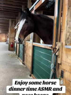 Enjoying some time with the family Clydesdales this weekend. Will be back to streaming tomorrow night but until than, enjoy some horse dinner time asmr and nose boops! #horses #clydesdale #asmrsounds #horseasmr 