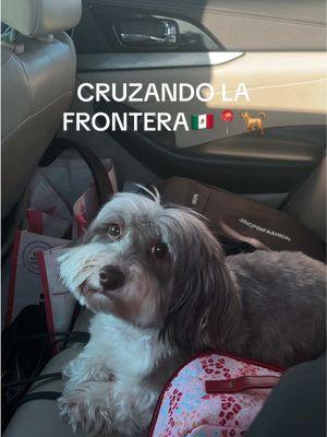 CRUZANDO LA FRONTERA😳.. que empiecen las vacaciones 🐕🇲🇽📍🎉 #perrosgraciosos #perros #humor #viral #doglover #havanese #mexico #manoloymateo #perrostiktokers #traveltiktok #viraltiktok #funnydogs #puppytiktok #perritos #traveltok #mexico🇲🇽 