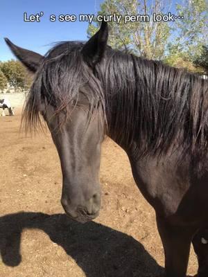 Maggie would look so cute with a perm! 😂 #aifilter #capcut #trend #gypsian #friesianhorse #gypsyhorse #funnyanimals #perm