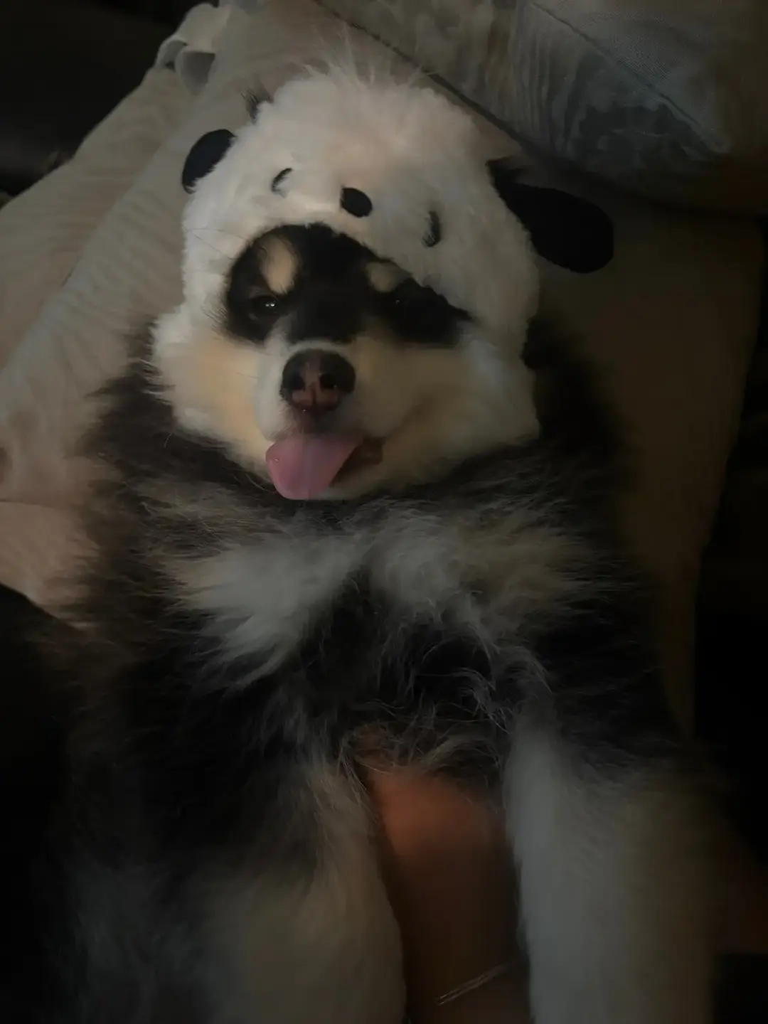 Serving face in his pochacco hat #dogsoftiktok #pomskypuppy #pomsky #puppy #pochacco #hellokitty #sanrio 