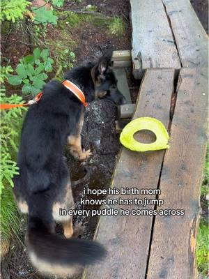 born to be a water dog forced to be a herding breed #fypp #germanshepherd #dogcommunity #gsd #shepherdsoftiktok #trend #dogtok #dogsoftiktok #gsdsoftiktok #workingdog #hikingdog #doghiking #maine #naturevibes #herdingdog #waterdog 