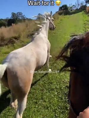 That fart kick was hilarious 😂 #hors #funny #fyp #fypシ #animal #PetsOfTikTok #pet #foryou #tik 