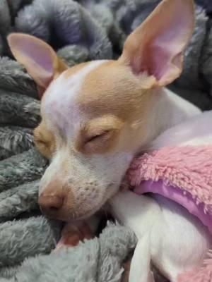 🐕💤 Just thinking . . . . . #sleepy #thoughts #chihuahua #chihuahuastiktok #naptime #getcozy #chihuahuapuppy #puppy #cute #cutepuppy #awww #cozy #cozyblanket #CapCut #blanket #plushblanket 