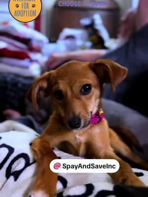 Roxy was relinquished right before #Christmas. She is approximately 4-6 mths old #puppy and #weighs less than 10lbs She is a little #ball of #energy that just goes and goes and goes from the time she opens her eyes until the time she crashes out on your lap but most likely your shoulder @SpayAndSaveInc #adoptdontshop #fosteringsaveslives #availableforadoption #adoptables #puppiesoftiktok #spayandsaveinc #iykyk #rescuelife 