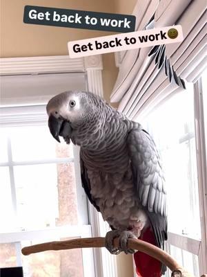 Back to work😆🍸🦜Feel my love everyday - get my Symagirl merch today! I have adult and kids Ts, hoodies and mugs! LINK IN BIO! Scroll when you’re there to find more of your favorite Symagear! #symontheafricangreyparrot #talkingparrot #babyparrot #congoafricangrey #africangrey #africangreyparrot #parrotsofinstagram #africanparrot #petsofinstagram #birds #cag #talkingbird #crazybird#birdsofinstagram #sillybird #parrots #pets #redbuttchicken #funnyparrot  #crazyparrot #smartbird #happyparrot #talkingbird