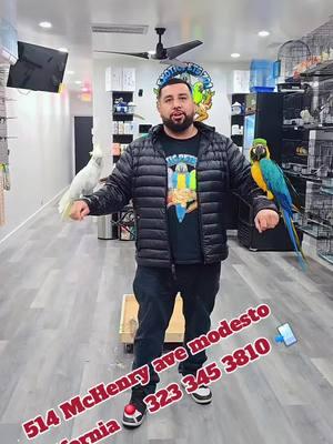 #fypシ゚viral #fyp #fy #eldelospajaros701 #the_french701_2 #paratupagina #foryou #modesto #exoticpetshop701 #macaw701 #cockatoo #parrotsoftiktok #redfanparrot #exoticpets701 