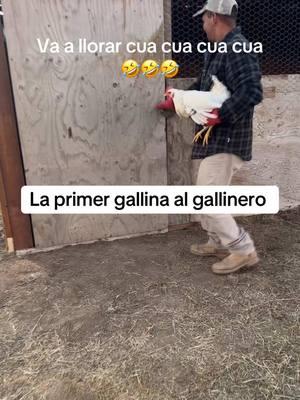 La primer gallina al gallinero #gallina #gallinas #gallinasponedoras #gallinero #lavidaenelrancho 