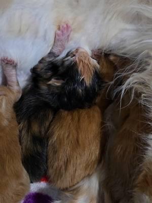 Newborn Maine Coon kittens. 12-28-24 Mercedes x Checkers. #windyhillpets.com #kathyskattery #mainecoon #gentlegiants #availablekittens #gingercat #newbornkittens 