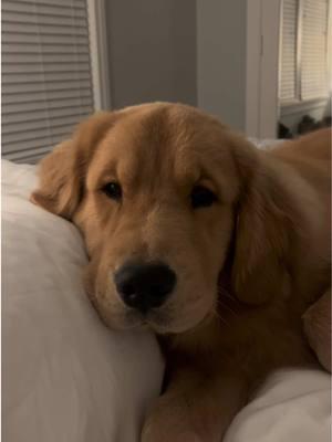 perfect bed time routine 🌙💤  #goldenretriever #goldenretrieverpuppy #goldenretrieversoftiktok #puppylove #sleepypuppy #happydog #goldenretrieverlife #goldensoftiktok #goldenpuppy  