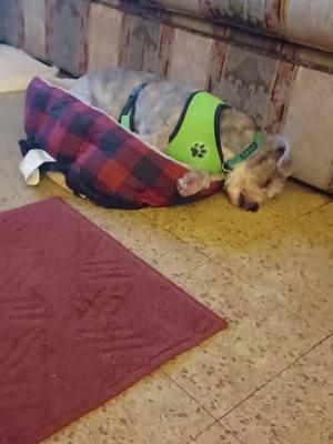 Amigo's New Bed 🙂💚🐶  #fypシ #amigo #fypシ゚viral #cairnterrier #dog #dogrescue #walmart #vibrantlife 