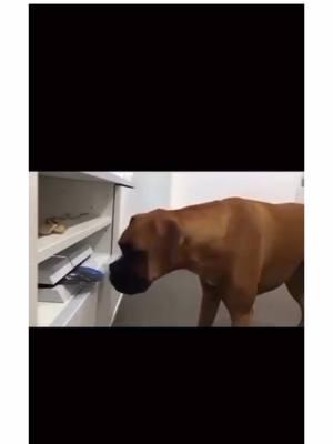 welcome to the boxer dog life 🤪🐾 #boxersoftiktok #boxerdogs #PetsOfTikTok #boxerdog #dogsoftiktok #boxerdogsoftiktok #puppiesoftiktok #boxers #dogpuppy #boxerpuppy #funnydog #guiltydog  #creatorsearchinsights 