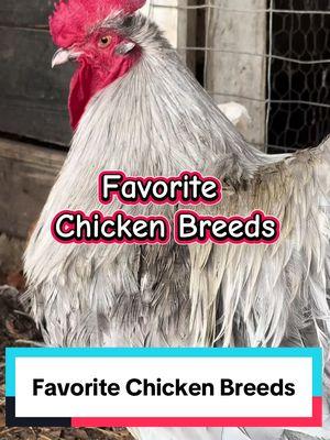 These are some of my favorite chicken breeds! Excuse the messy runs with feathers everywhere. We still have some ladies molting over here 🤣 Comment below your favorite breed! 🐔 #chickens #backyardchickens #chickenkeeping #homestead #farmfresh #eggs #coop #beginner #breeds #farm #homegrown #CapCut 